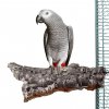 Korkové bidlo pro papoušky a ptáky Posezení z korkového dřeva XL