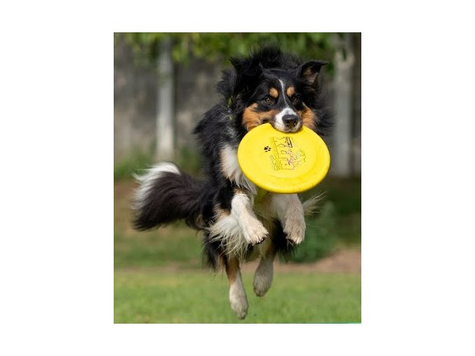 Gori a frisbee 01