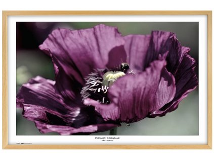 Rámeček natura přírodní 70x100