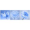 foto obraz modry kvet