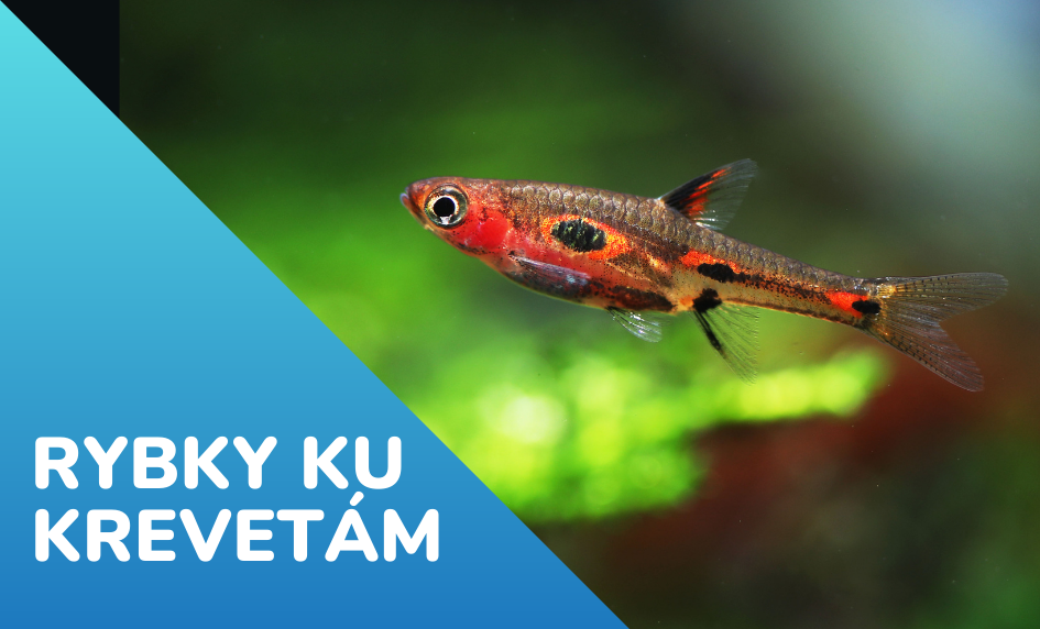 &ridinaRybky ku krevetam