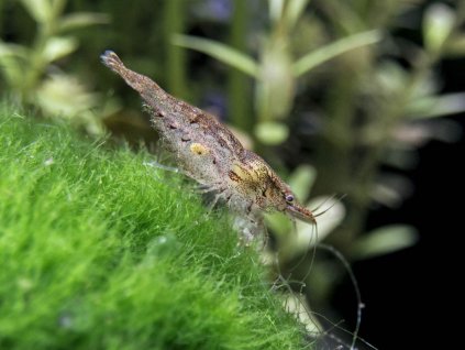 Neocaridina 1 1024x1024