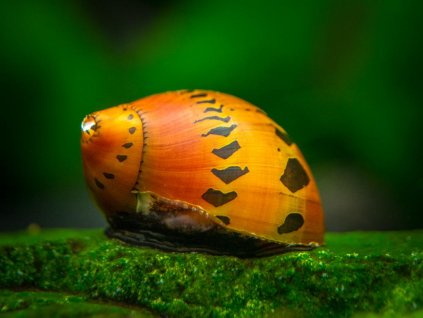 Tiger Nerite 12 1024x1024