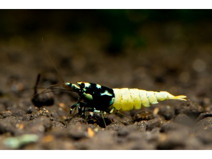 Pinto Spotted 2