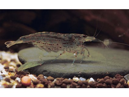 Caridina japonica