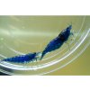 Neocaridina Blue Dream