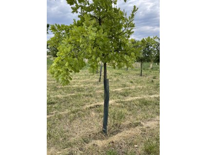 Ochrana stromků proti okusu zvěře – plastová síťovina 33 × 100 cm, 1 ks