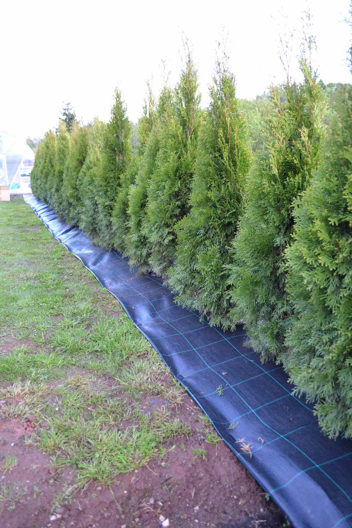 Agrojutex Tkaná textilie, agrotextilie 100g/m2, 5m x 2m - černá ZAHRADA Sklad6 0309