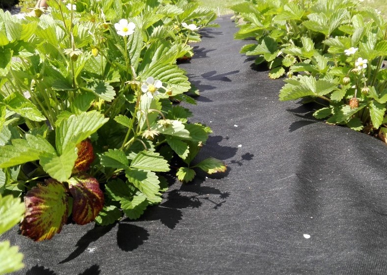 Jutabond Netkaná textilie proti plevelu, 50g/m2, 10m x 3,2m - černá ZAHRADA Sklad6 0344