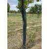 Plastové pletivo Polynet – ochrana stromků 105 cm × 15 m