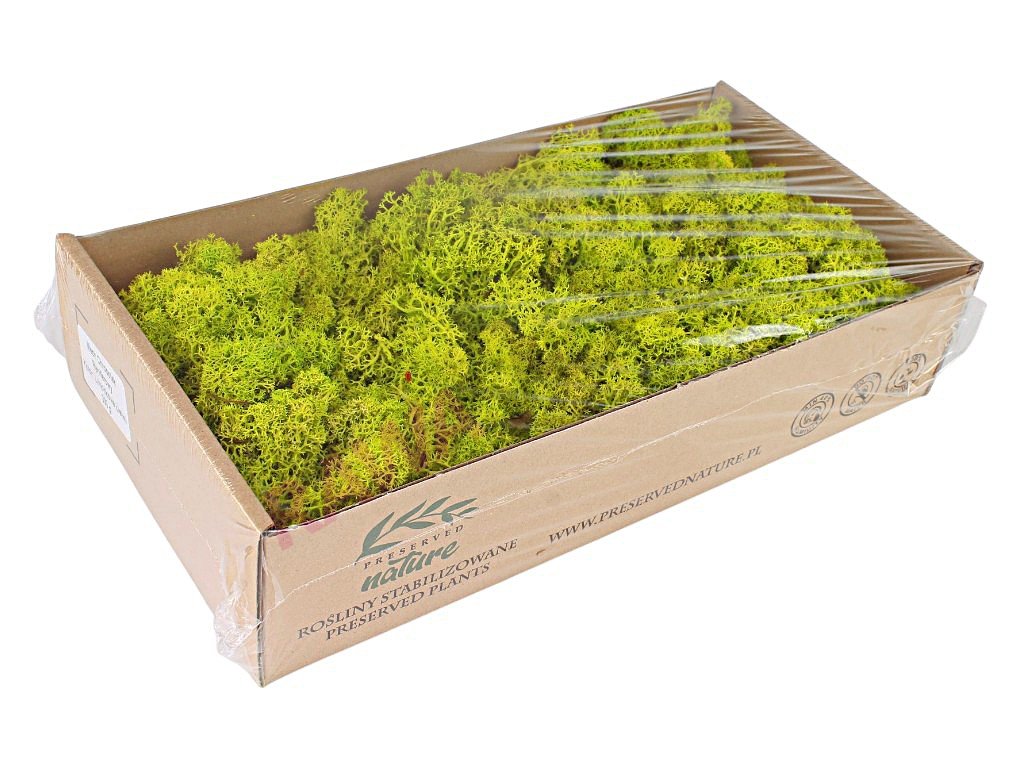 Produkt č. 2336 1A Mech chrobotek reniferowy kolor limonkowa zieleń 300 gram