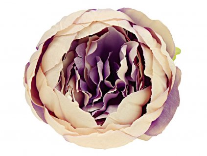 Pivoňka vazbová 8cm 12ks - Heather