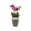 1B. plastový obal na orchideje 13 cm Tmavá šedá 599TMO13DK.GR