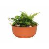 9B. miska prosta kod 253 śr g. 20 cm wys. 7,60 cm terrakota
