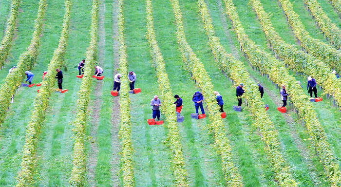 VINOBRANÍ to je sklizeň vína, ale i oslava celoročního snažení