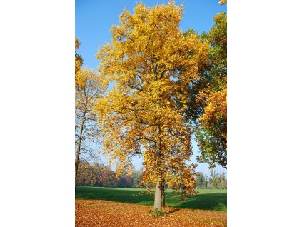 rocni obdobi tree 1791476 640