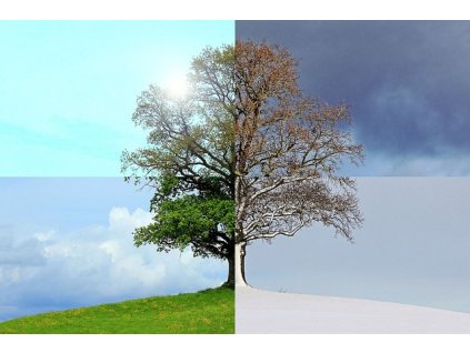 seasons of the year 1127760 640