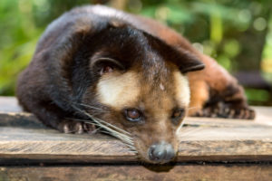 Cibetková káva (Kopi Luwak): legenda, mýtus a krutá realita