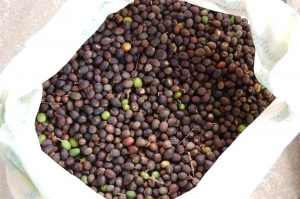 História kávy: Od legiend k Satanovi až k celosvetovej obľube kávy | Zrno, ktoré ohúrilo svet, časť 1.