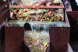 Spracovanie kávy mokrou a honey metódou: Rozdiely, chuť a výhody