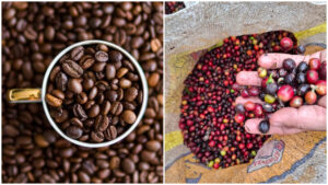 Arabica vs Robusta: Aké sú skutočné rozdiely, ktoré Slováci stále nevedia?
