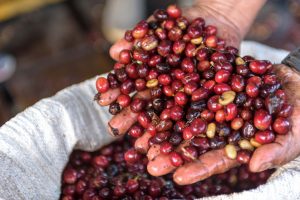 Najlepšia káva na svete? Odroda Geisha v sebe skrýva jedinečnosť v podobe exkluzívnej chuti a arómy