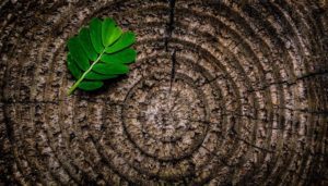 Čím všetkým prispievame k spoločenskej zodpovednosti?