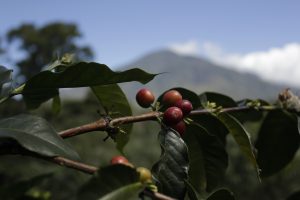 Fermentovaná káva? Stále rozširujúcejší sa trend, ktorého dokonalá chuť nemôže chýbať ani v našej pražiarni