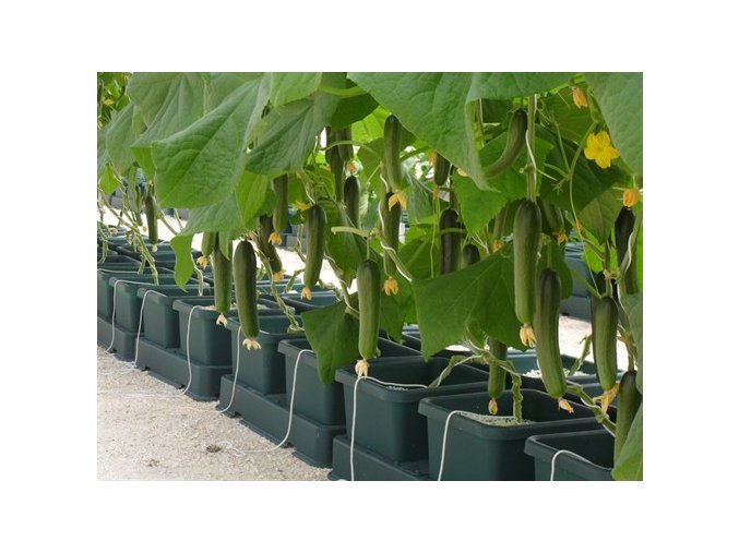 AutoPot - Easy2Grow 60Pot bez nádrže