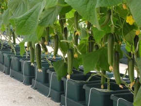 AutoPot - Easy2Grow 60Pot bez nádrže