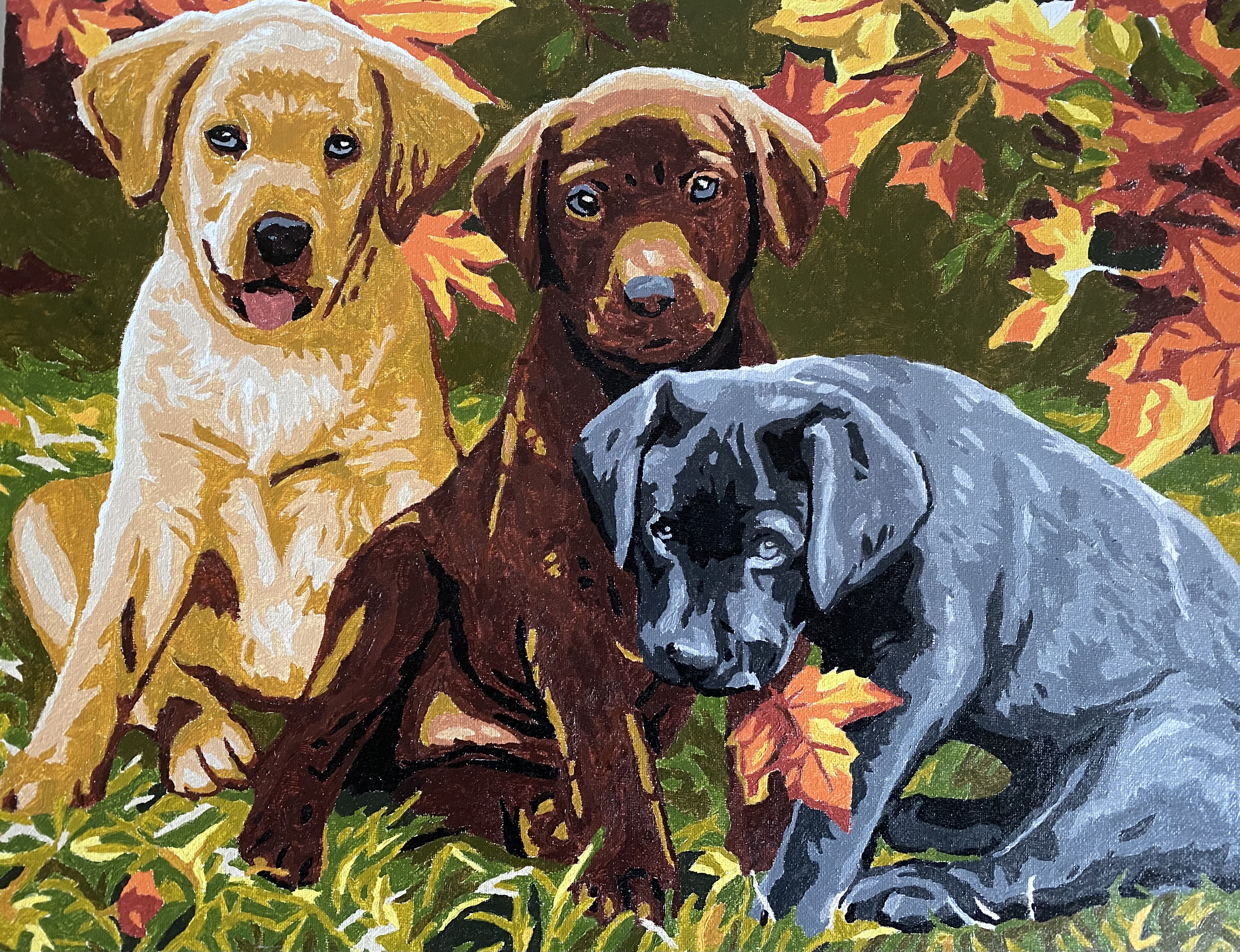 Kŕmenie šteniat /Feeding puppies