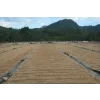 Solar drying