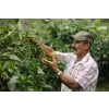 COMSA farmers3
