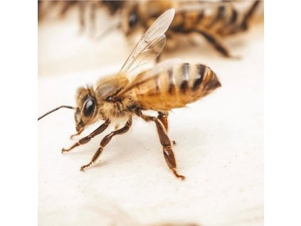 Borovicový med z Olympu 450 g