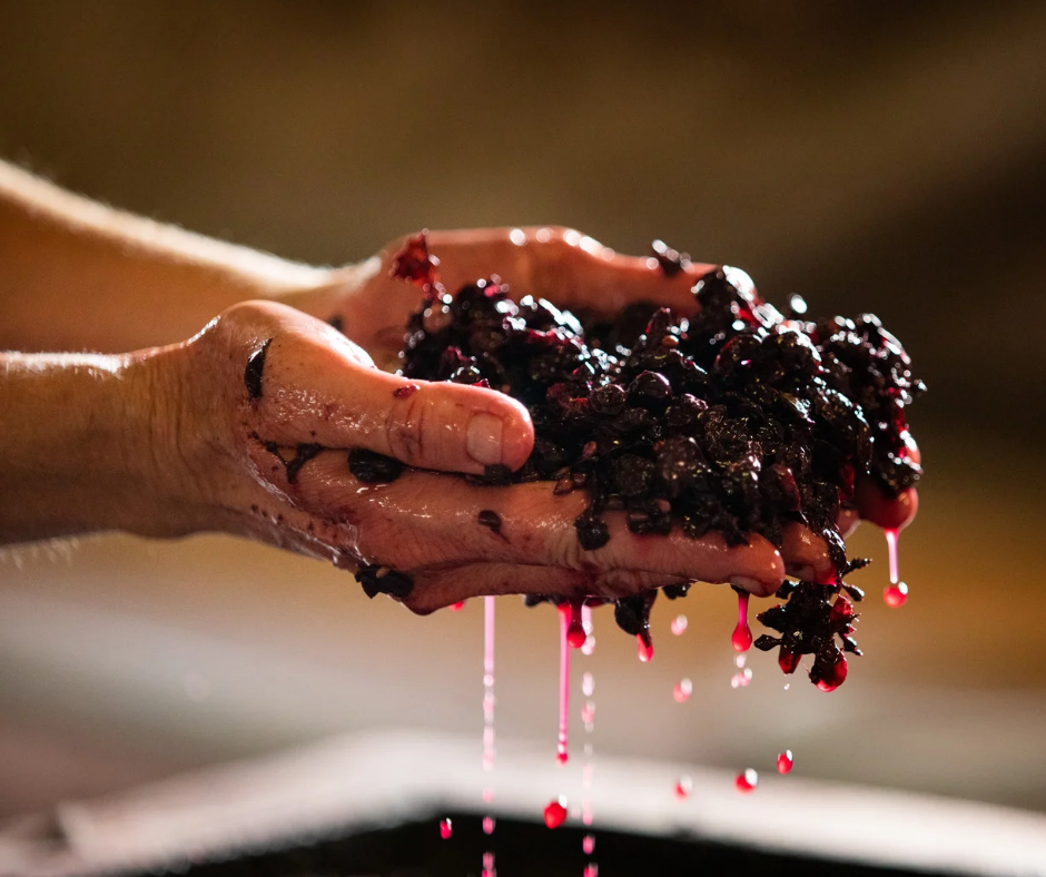 Výroba talianskeho vína – od vinice až po dokonalý pohár