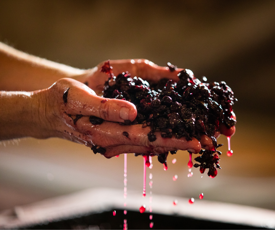 Governo all’Uso Toscano – tradičná metóda výroby vína z Toskánska, ktorá mení chuť vína