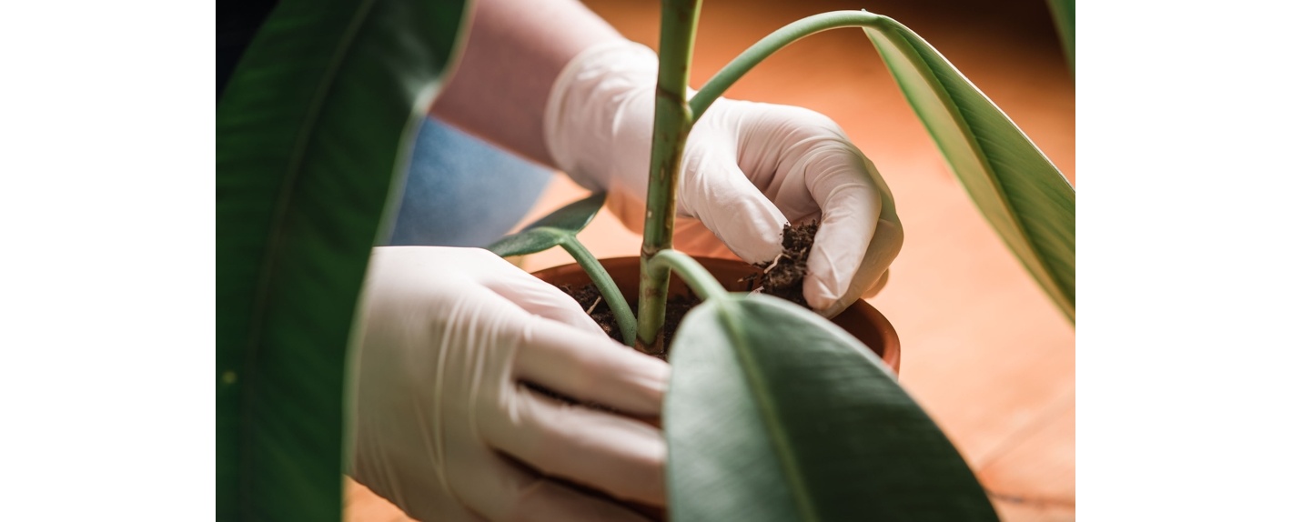 Kvalitní jednorázové rukavice z latexu