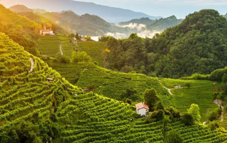 Prosecco Conegliano Valdobbiadene