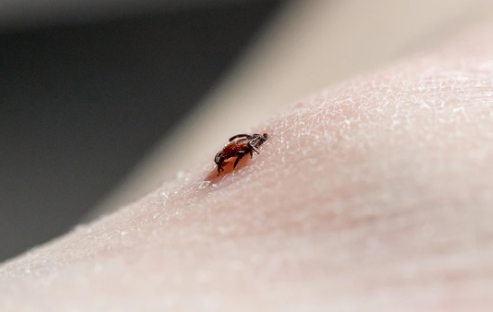 Levandulové údolí Klíště, encefalitida, meningitida – prevence i péče