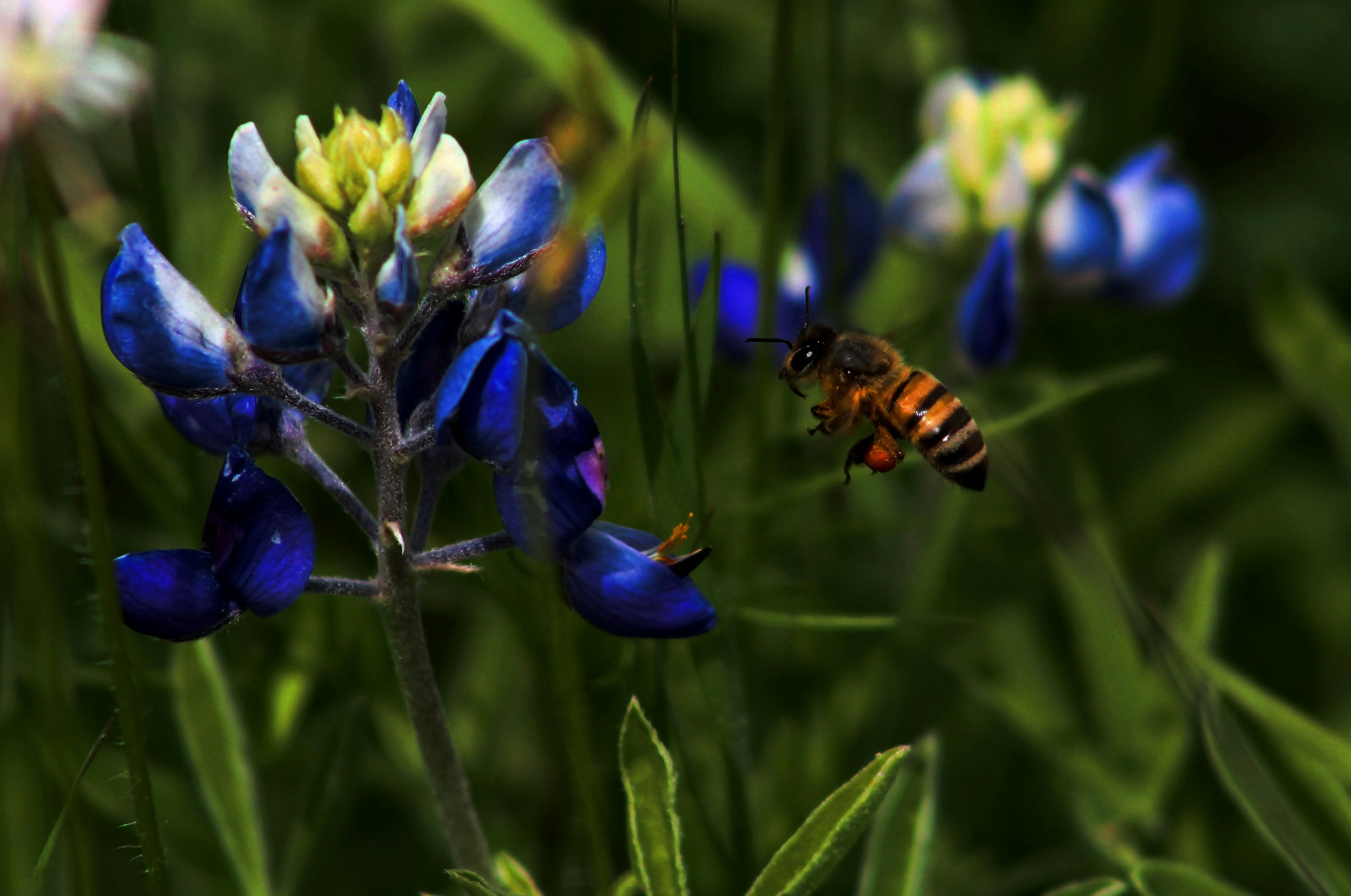 allison-jones-OOqyMHfpfRk-unsplash