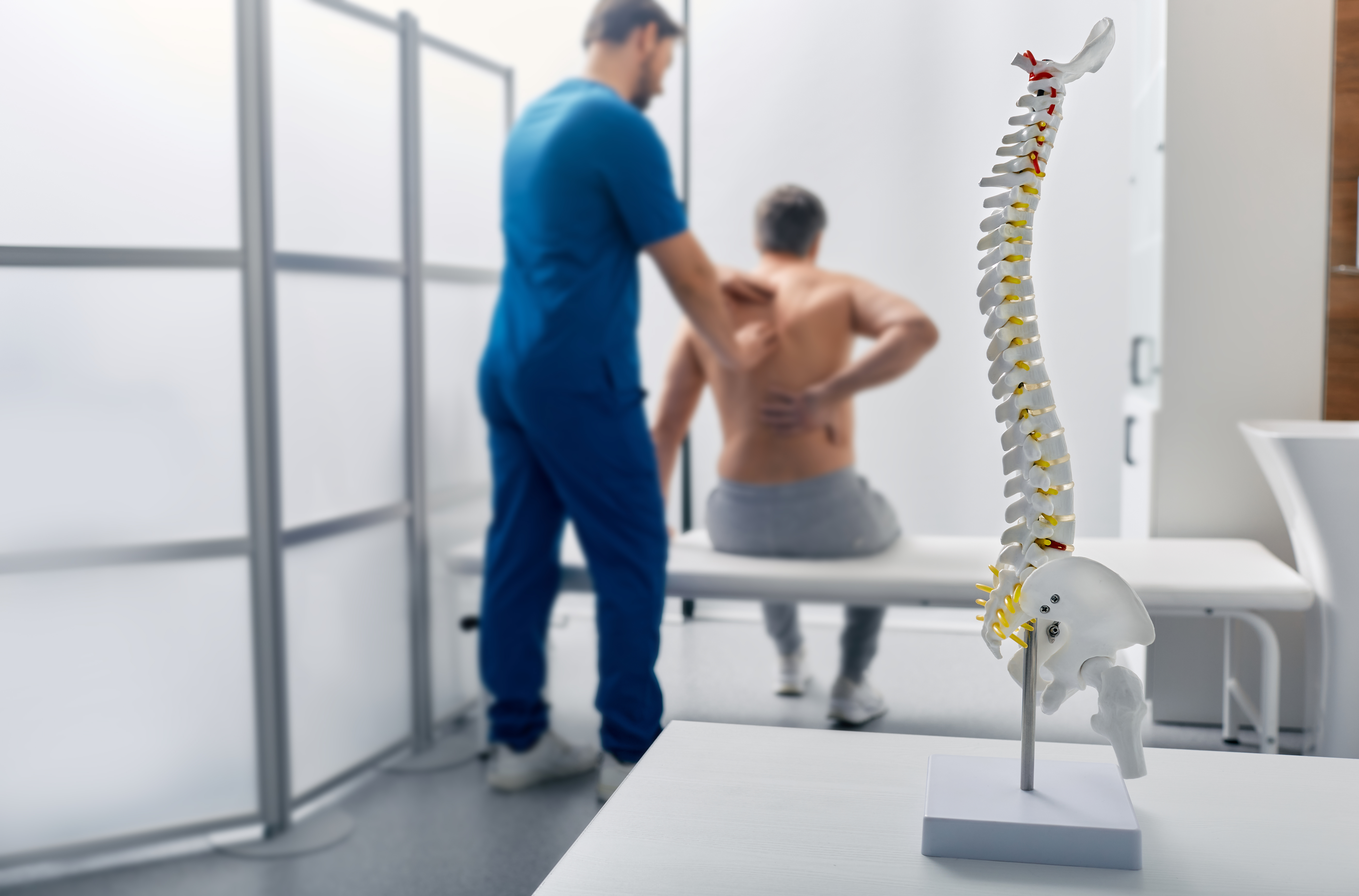 anatomical-model-of-spine-on-table-in-manual-thera-2025-04-01-20-38-57-utc