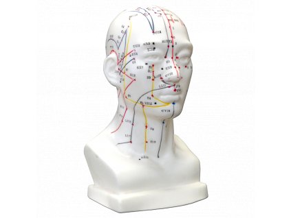 Hwato Akupunkturní model hlavy, 22 cm