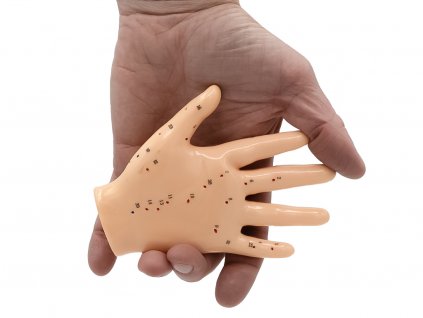 Hwato Akupunkturní model ruky, 13 cm  + Dárek k nákupu dle vašeho výběru