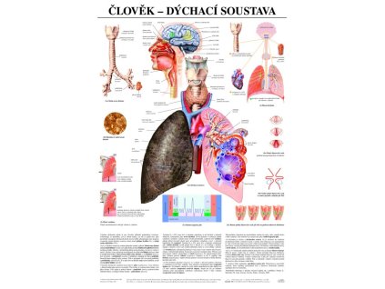 Dýchací soustava - anatomický plakát