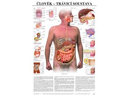 Trávicí soustava člověka - anatomický plakát