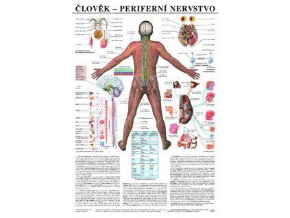 Periferní nervstvo - anatomický plakát