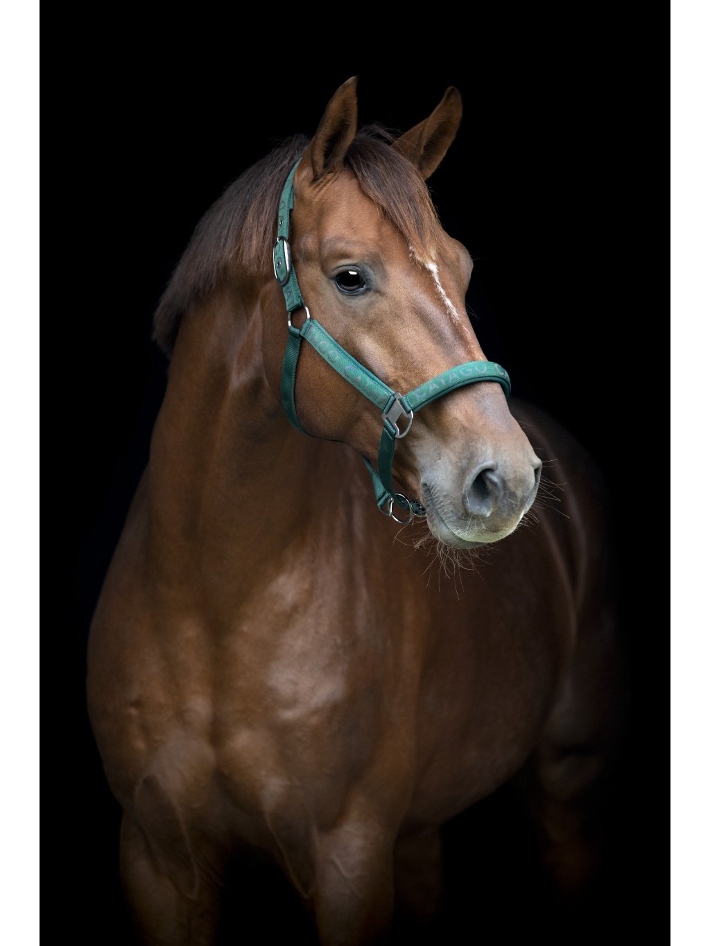 Ohlávka reflexní Catago, více barev