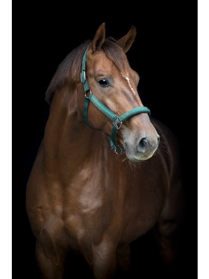 Ohlávka reflexní Catago, více barev