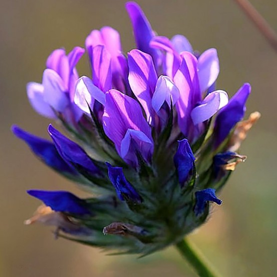 Bakuchiol - unikátní forma přírodního retinolu