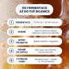 infografika postup kombucha cz